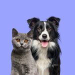 british shorthair cat kitten border collie dog with happy expression together blue background banner framed looking camera