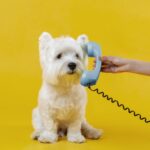 cute little dog isolated yellow