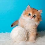 fluffy kitten with ball thread blue background