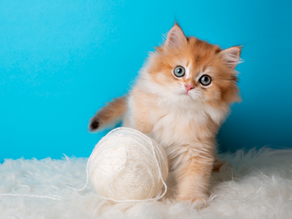 fluffy kitten with ball thread blue background