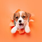 little young dog posing cheerful