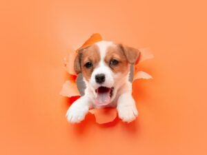 French Bulldogs: Small Size, Big Personality