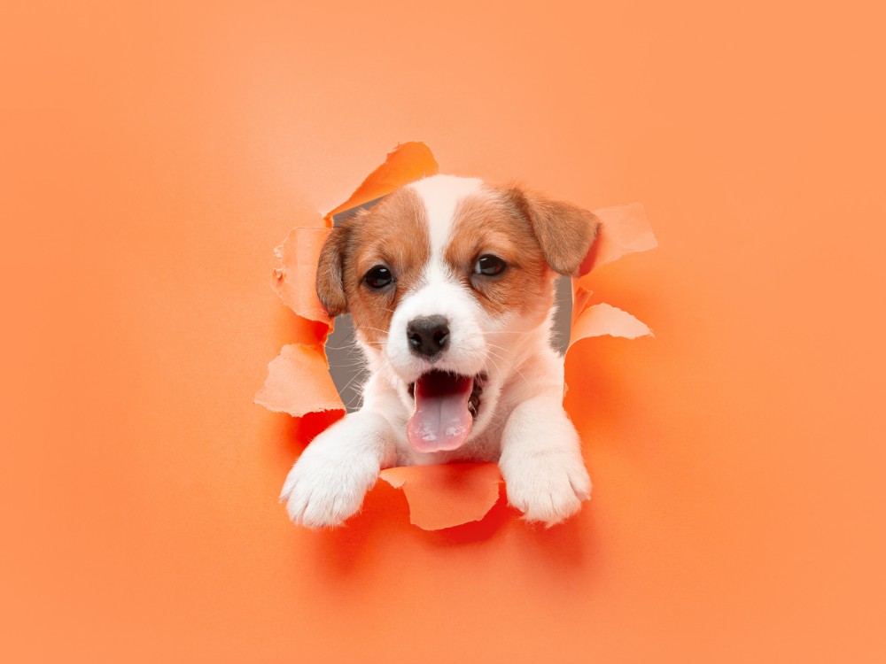 little young dog posing cheerful