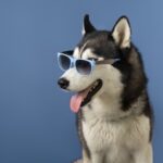 lovely pet portrait isolated