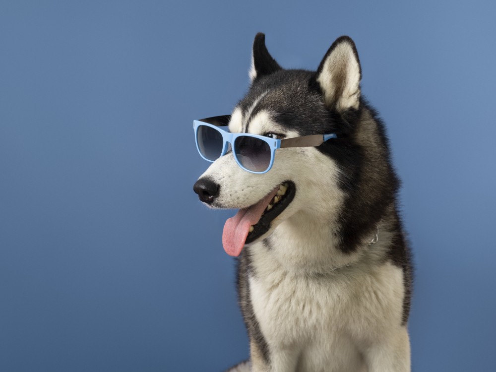 lovely pet portrait isolated