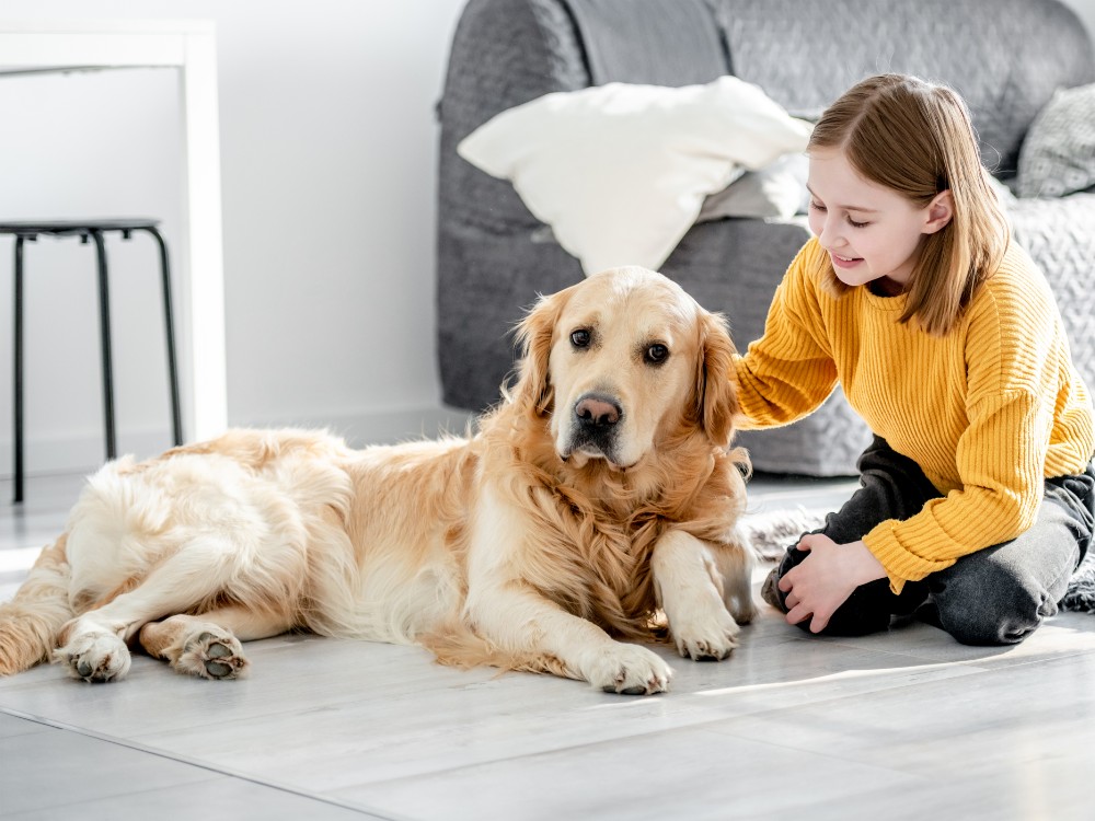 preteen girl with golden retriever dog