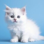 view adorable kitten with simple background